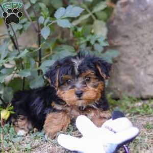Parker, Yorkie Poo Puppy
